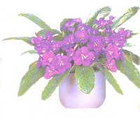 Стрептокарпус - Streptocarpus