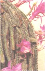 Апорокактус - Aporocactus