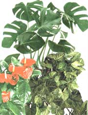 Ароидные - Araceae