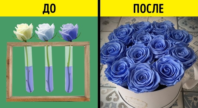 Как правильно выбрать букет в подарок? Как выбрать красивый и свежий букет? Простые правила и советы