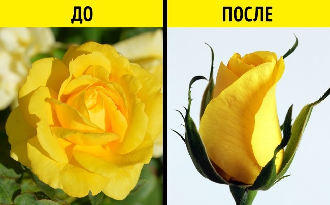 Как правильно выбрать букет в подарок? Как выбрать красивый и свежий букет? Простые правила и советы