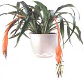 Бильбергия поникающая Billbergia nutans 