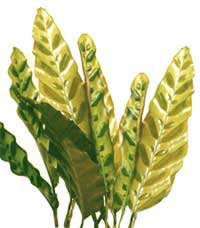 Калатея ланцетолистная - Calathea lancifolia 