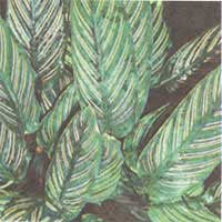 Калатея украшенная - Calathea ornata 