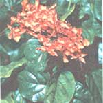 Клеродендрум яркий - Clerodendrum splendens 