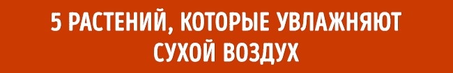 Растения для микроклимата