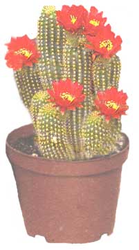 Эхинопсис - Echinopsis