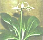 Эухарис (Амазонская лилия) - Eucharis