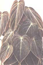 Филодендрон черно-золотистый - Philodendron melanochrysum 