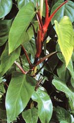 Филодендрон семейный - Philodendron domesticum