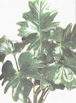 Филодендрон дваждыперистонадрезанный - Philodendron bipennifolium 