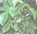 Филодендрон чешуеносный - Philodendron squamiferum