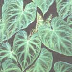 Филодендрон бородавчатый - Philodendron verrucosum