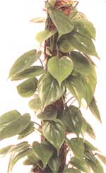 Филодендрон лазящий - Philodendron scandens