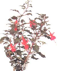 Фуксия изящная - Fuchsia gracilis