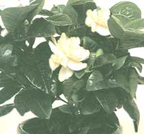 Гардения - Gardenia