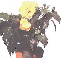 Гибискус (Китайская роза) - Hibiscus