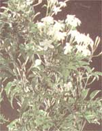 Жасмин лекарственный Jasminum officinale 