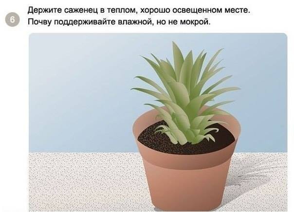 Как посадить и вырастить ананас дома Как посадить и вырастить ананас дома