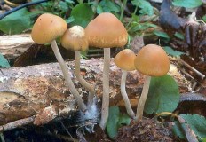 Псилоцибе чешская