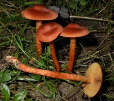 Паутинник болотный