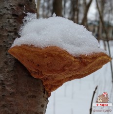 Гапалопилус красноватый