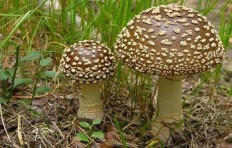 Мухомор королевский