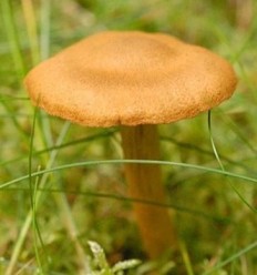 Паутинник плюшевый