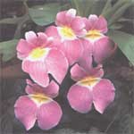 Орхидеи (Орхидные) - Orchidaceae