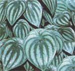 Пеперомия серебристая - Peperomia argyreia