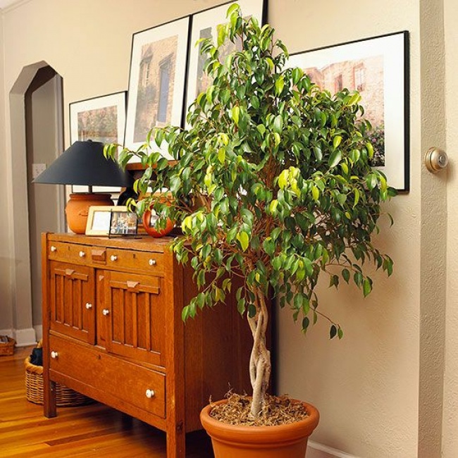 Фикус бенджамина (Ficus benjamina) - Растения для комнат