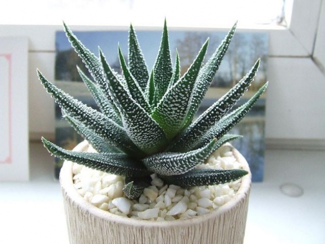 Алоэ Вера (Aloe vera) - Растения для комнат