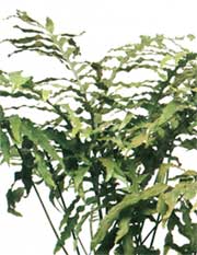 Полиподиум золотой - Polypodium aureum 