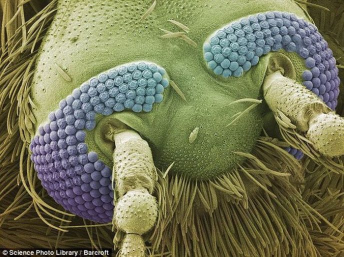 Комар - Обычные вещи под микроскопом