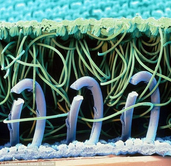 Застежка-липучка - Обычные вещи под микроскопом