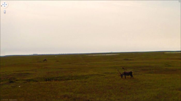 Приколы Google Street View Приколы Google Street View