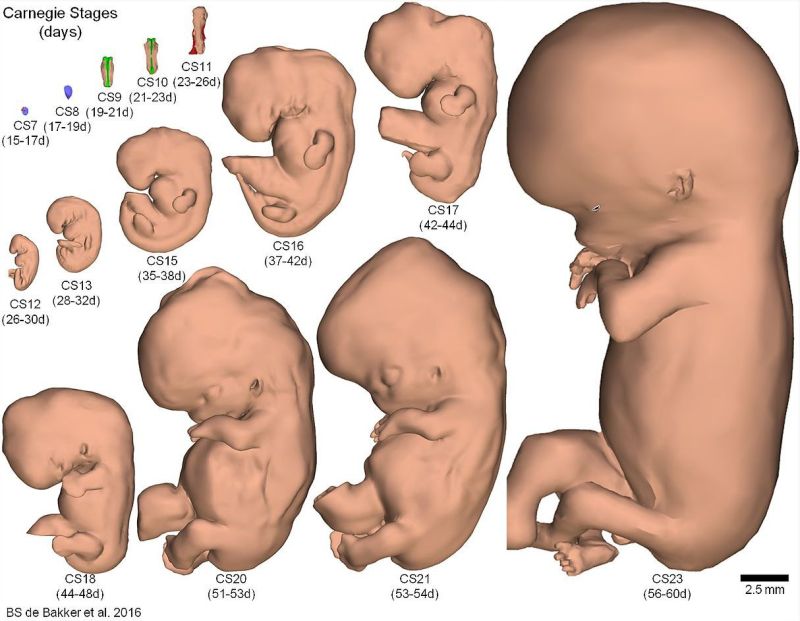 3D атлас эмбрионального развития