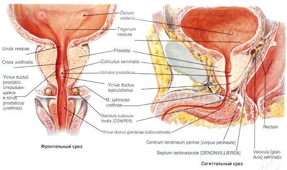 Предстательная железа