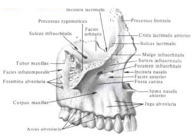 Верхняя челюсть