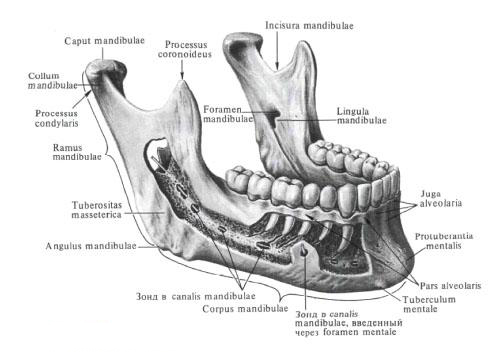 Нижняя челюсть