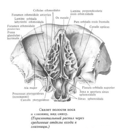 Глазница