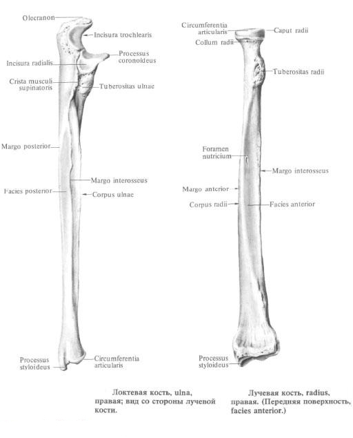 Локтевая кость