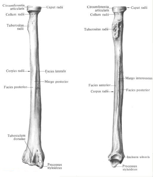 Лучевая кость