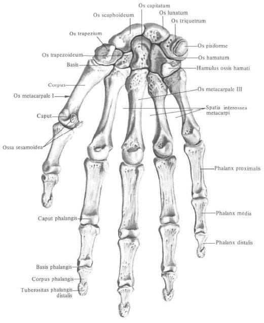 Кости запястья