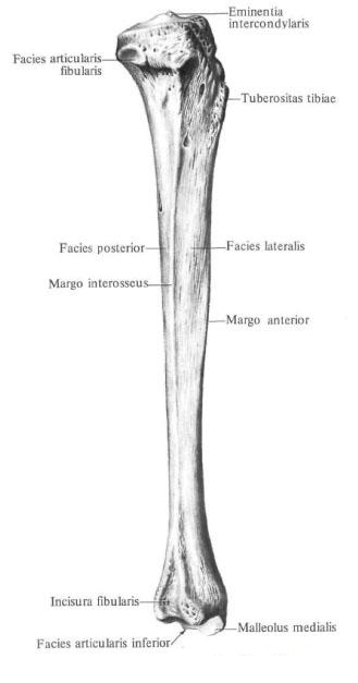 Большеберцовая кость