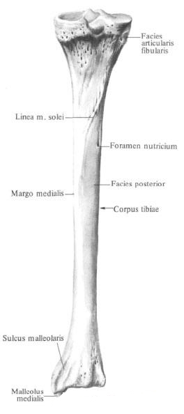 Большеберцовая кость