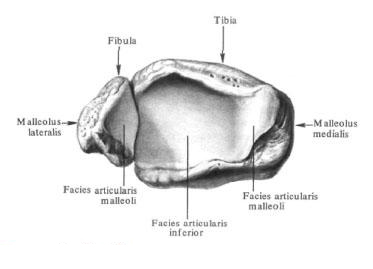 Малоберцовая кость
