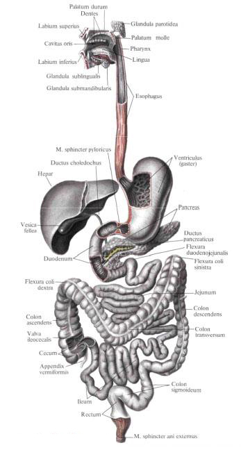 Пищеварительная система