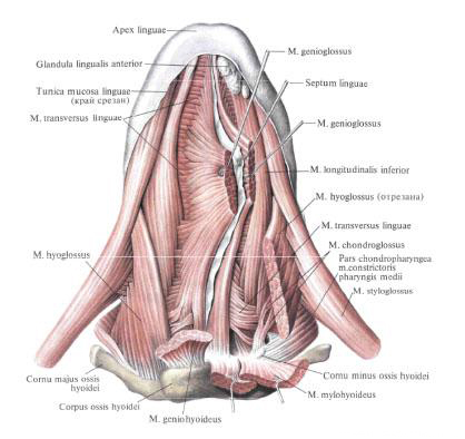 Собственные мышцы языка