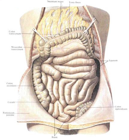 Топография толстой кишки